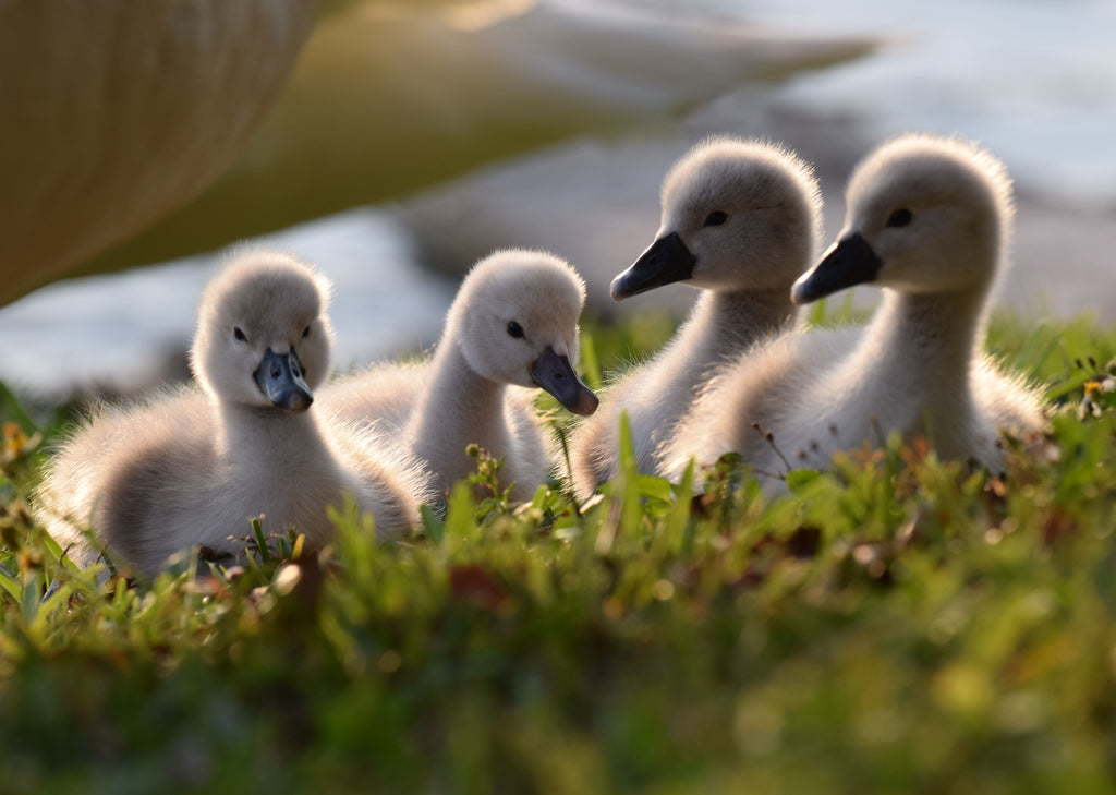 Private Swan &  Parrot Experience