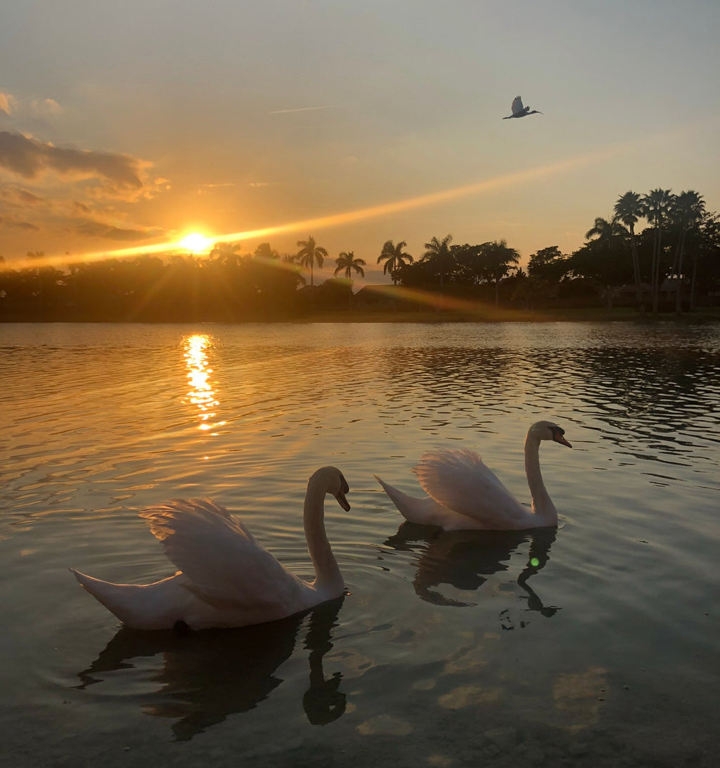 Private Swan &  Parrot Experience