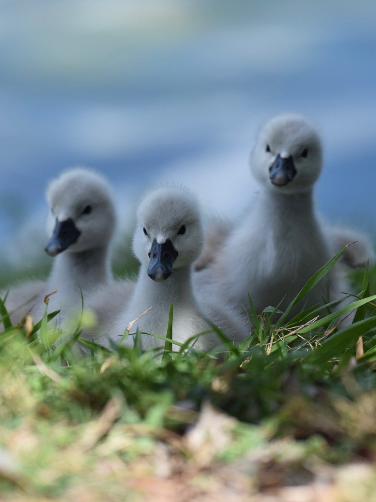 12x8 Picture of 3 Cygnets by Cj Webber