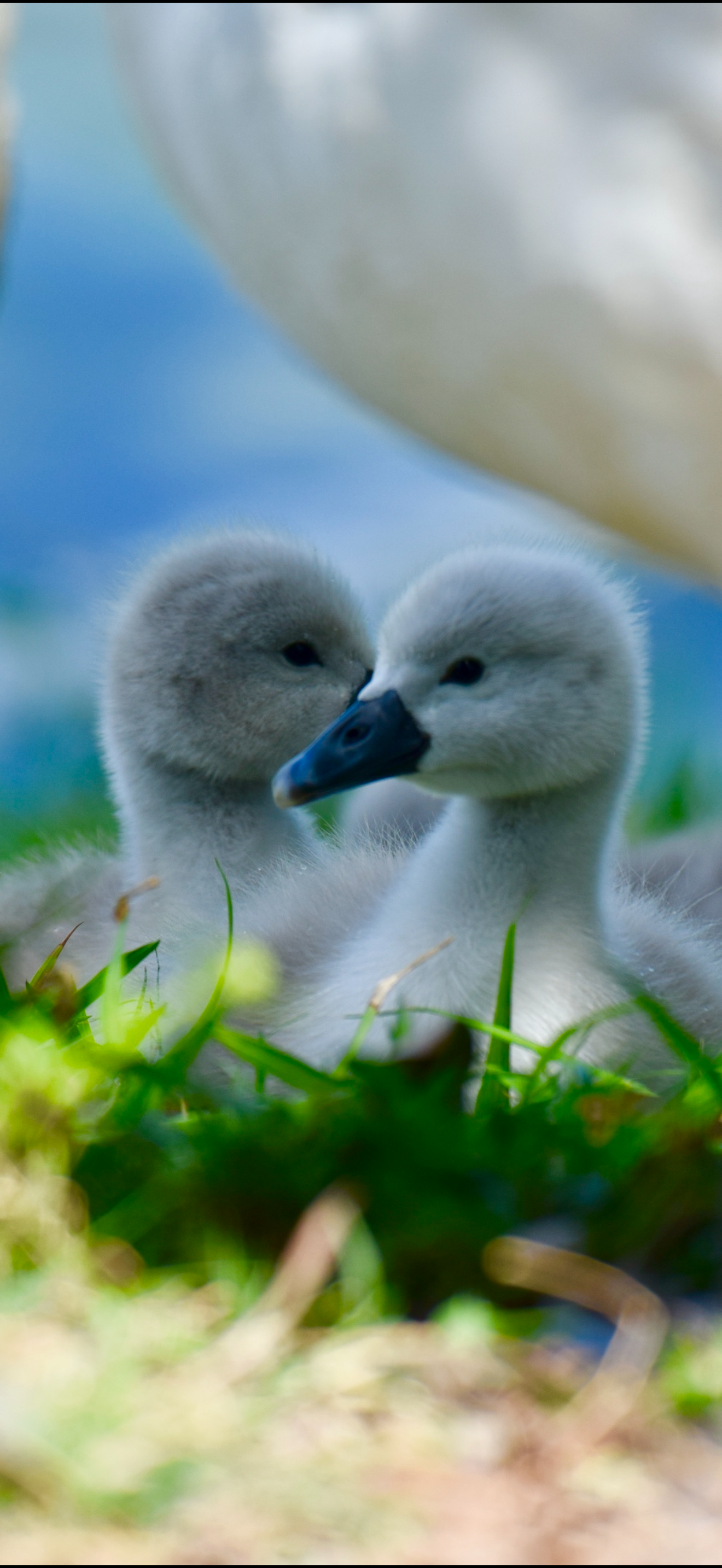 12x8 Picture of 2 Cygnets w Mom by Cj Webber (Copy) (Copy)