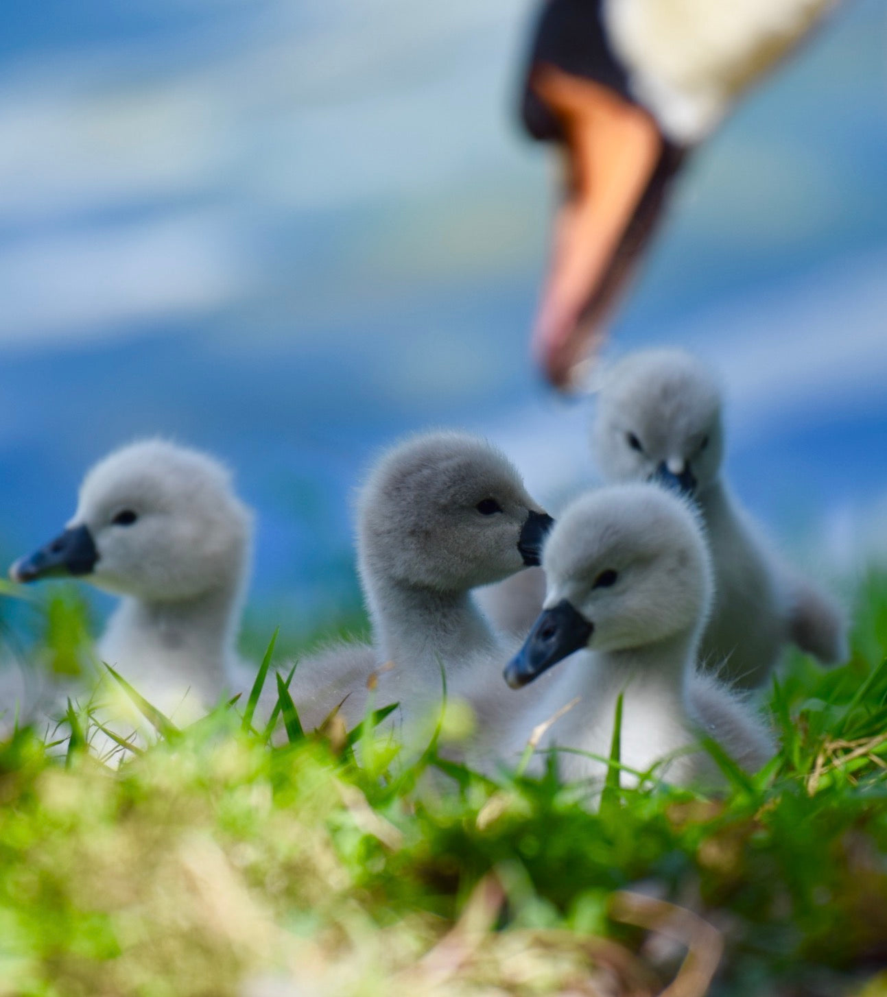 12x8 Picture of 4 Cygnets w Mom by Cj Webber (Copy)